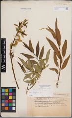 Foto von Salix fragilis L.